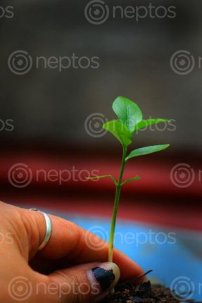 Find  the Image hand,small,lemon,plant#,image,sita,maya,shrestha  and other Royalty Free Stock Images of Nepal in the Neptos collection.