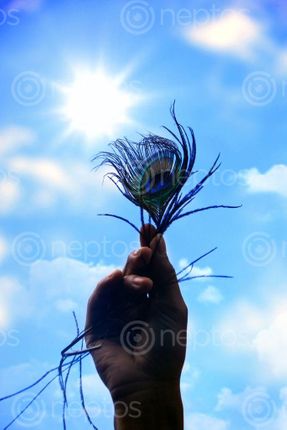 Find  the Image men,holding,peacock,feather,sky,photography  and other Royalty Free Stock Images of Nepal in the Neptos collection.