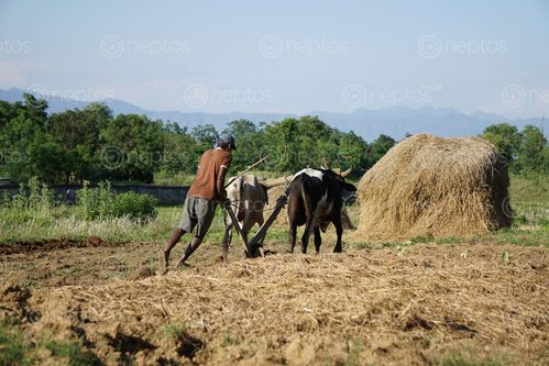 Find  the Image nepali,farmer,ploughing,field  and other Royalty Free Stock Images of Nepal in the Neptos collection.