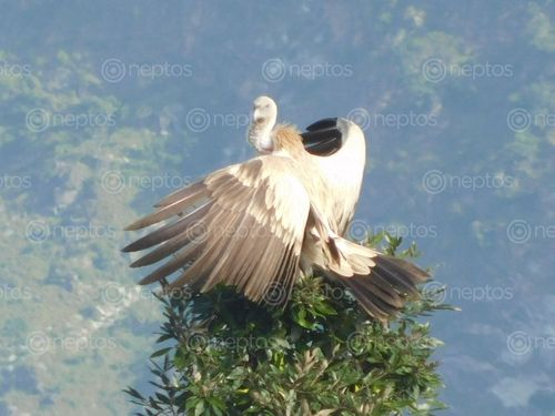 Find  the Image white,rumped,vulture,manma,bazar,kalikot  and other Royalty Free Stock Images of Nepal in the Neptos collection.