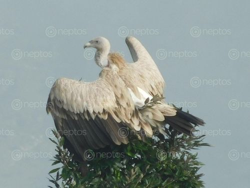 Find  the Image white,rumped,vulture,manma,bazar,kalikot  and other Royalty Free Stock Images of Nepal in the Neptos collection.