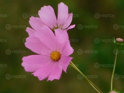 Find  the Image beautiful,flower,clicked,karnali,technical,school,jumla  and other Royalty Free Stock Images of Nepal in the Neptos collection.