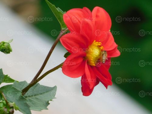 Find  the Image beautiful,flower,clicked,jumla,rara,trek  and other Royalty Free Stock Images of Nepal in the Neptos collection.