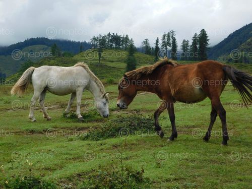 Find  the Image pair,horse,grazing,chahere,kharka,danphe,lekh,jumla  and other Royalty Free Stock Images of Nepal in the Neptos collection.