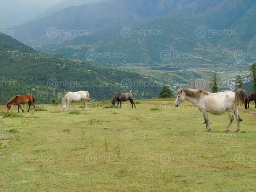 Find  the Image horses,grazing,chehere,kharka,danfe,lekh,jumla  and other Royalty Free Stock Images of Nepal in the Neptos collection.