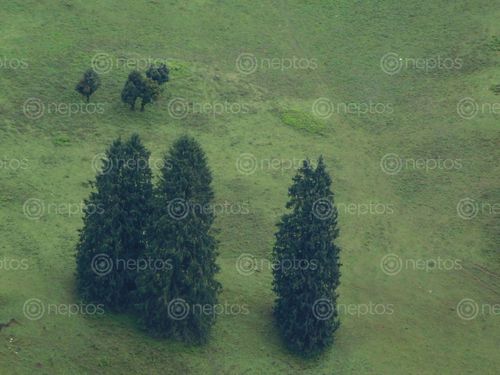 Find  the Image grass,land,danphe,lekh,jumla,rara,trek  and other Royalty Free Stock Images of Nepal in the Neptos collection.