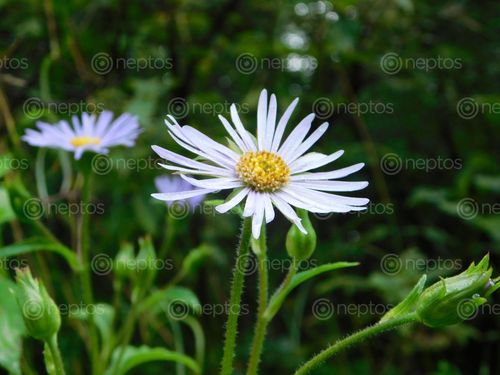Find  the Image beautiful,flower,clicked,rara,lake  and other Royalty Free Stock Images of Nepal in the Neptos collection.