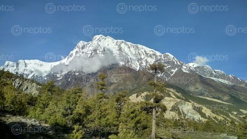 Find  the Image annapurna,himal,humde,manang,nepal  and other Royalty Free Stock Images of Nepal in the Neptos collection.