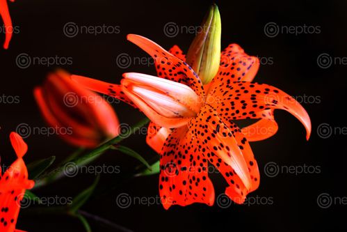 Find  the Image flower,photography,beautiful  and other Royalty Free Stock Images of Nepal in the Neptos collection.