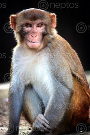 Find  the Image monkey,animal,smile,photography  and other Royalty Free Stock Images of Nepal in the Neptos collection.