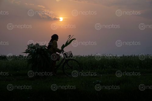Find  the Image local,woman,cycling,home  and other Royalty Free Stock Images of Nepal in the Neptos collection.