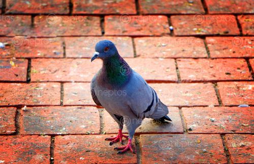Find  the Image eyes,pigeon,️,#photography,#pigeon,#bird,#animal  and other Royalty Free Stock Images of Nepal in the Neptos collection.