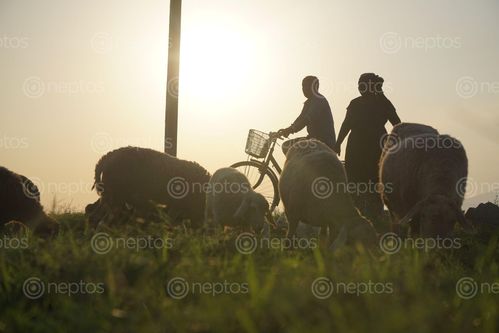 Find  the Image local,farmer,taking,care,sheep  and other Royalty Free Stock Images of Nepal in the Neptos collection.