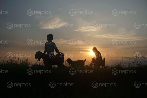 Find  the Image local,kids,heading,home,long,day  and other Royalty Free Stock Images of Nepal in the Neptos collection.