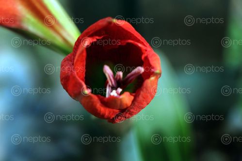 Find  the Image stock,red,amaryllis,hippeastrum,flowers,garden,photography,sita,maya,shrestha  and other Royalty Free Stock Images of Nepal in the Neptos collection.