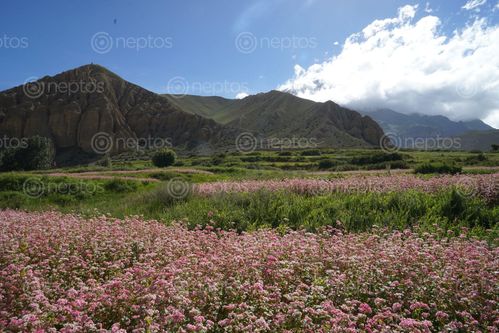 Find  the Image farmland,ghami,village,upper,mustang  and other Royalty Free Stock Images of Nepal in the Neptos collection.
