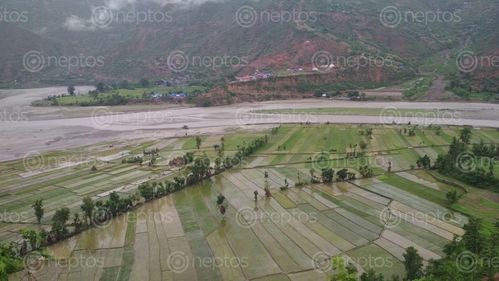 Find  the Image beautiful,paddy,field,bank,tamakoshi,river,ramechhap  and other Royalty Free Stock Images of Nepal in the Neptos collection.