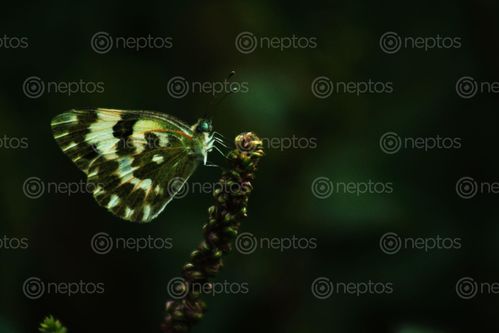 Find  the Image captured,rarely,butterfly  and other Royalty Free Stock Images of Nepal in the Neptos collection.