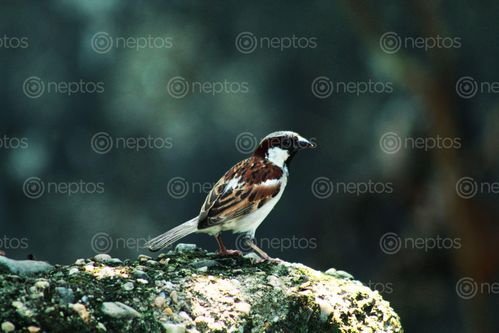 Find  the Image spotted,sparrow,bird,canon,1300d  and other Royalty Free Stock Images of Nepal in the Neptos collection.
