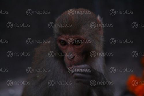 Find  the Image monkey,capture,marshal,photography  and other Royalty Free Stock Images of Nepal in the Neptos collection.
