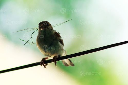 Find  the Image sparrow,bird,clicked,canon1300d  and other Royalty Free Stock Images of Nepal in the Neptos collection.