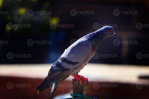 Find  the Image stock,image,pigeon,photography,|,animals,beautiful,pigeon#,pashupatinath,animal,kathmandu,sita,maya,shrestha  and other Royalty Free Stock Images of Nepal in the Neptos collection.