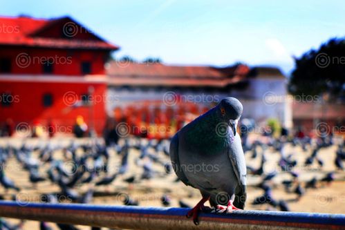 Find  the Image stock,image,pigeon,photography,birds,sita,maya,shrestha  and other Royalty Free Stock Images of Nepal in the Neptos collection.