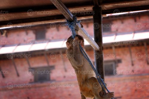Find  the Image stock,image,monkey,playing,rope#,pashupatinath,temple,photography,sita,maya,shrestha  and other Royalty Free Stock Images of Nepal in the Neptos collection.