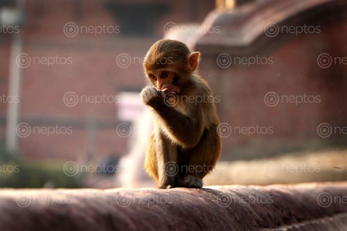 Find  the Image stock,image,monkey#,monkey,animal#,pashupatinath,temple#,kathmandu,nepal,photography,sita,maya,shrestha  and other Royalty Free Stock Images of Nepal in the Neptos collection.