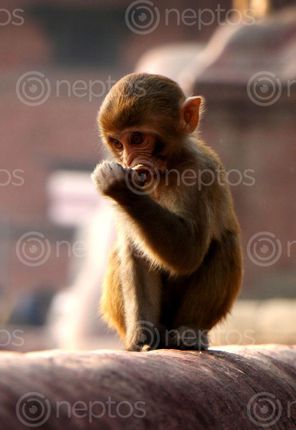 Find  the Image stock,image,#close,monkey#,monkey,animal#,pashupatinath,temple#,kathmandu,nepal,photography,sita,maya,shrestha  and other Royalty Free Stock Images of Nepal in the Neptos collection.
