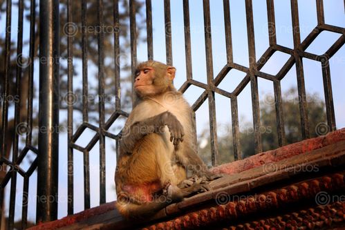 Find  the Image stock,image,#monkey#,monkey,animal#,pashupatinath,temple#,kathmandu,nepal,photography,sita,maya,shrestha  and other Royalty Free Stock Images of Nepal in the Neptos collection.