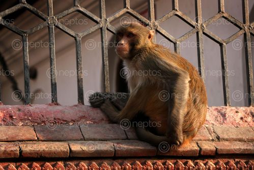 Find  the Image stock,image,#monkey#,monkey,animal#,pashupatinath,temple#,kathmandu,nepal,photography,sita,maya,shrestha  and other Royalty Free Stock Images of Nepal in the Neptos collection.