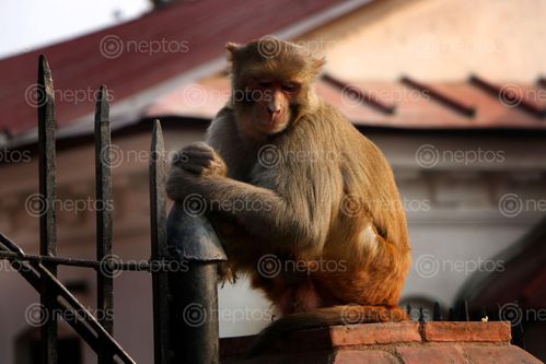 Find  the Image stock,image,#monkey#,monkey,animal#,sad,pose#,pashupatinath,temple#,kathmandu,nepal,photography,sita,maya,shrestha  and other Royalty Free Stock Images of Nepal in the Neptos collection.