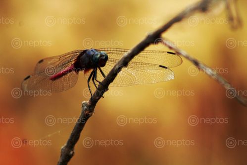 Find  the Image dragonfly,miss,childhood,memory🙄  and other Royalty Free Stock Images of Nepal in the Neptos collection.