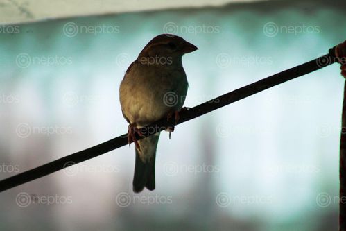 Find  the Image sparrow,spotted  and other Royalty Free Stock Images of Nepal in the Neptos collection.