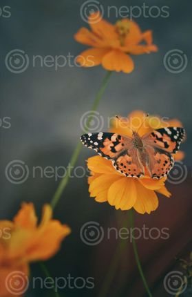 Find  the Image closeup,shot,butterfly  and other Royalty Free Stock Images of Nepal in the Neptos collection.