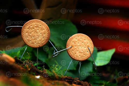Find  the Image stock,image,biscuit#,couple,love,creative,photography,canon,lockdown,time,sita,maya,shrestha  and other Royalty Free Stock Images of Nepal in the Neptos collection.