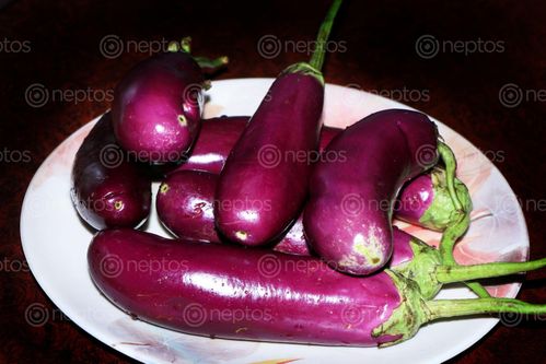Find  the Image brinjal,photoimages,pictures#,nepal,stock,image#,photography,sita,maya,shrestha  and other Royalty Free Stock Images of Nepal in the Neptos collection.