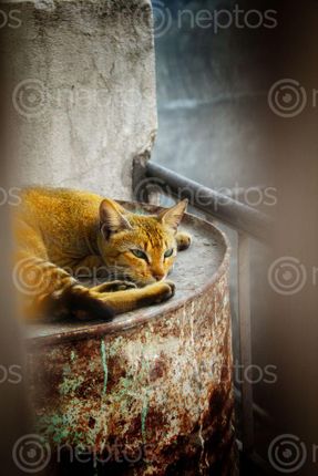 Find  the Image photo,cat,bedroom's,window,years,back,reminds,current,circumstances,pandemic,nature,beautiful,day,humans,enjoy,shows,life,sides,captives,mother,animals,free,world,boundary,walls  and other Royalty Free Stock Images of Nepal in the Neptos collection.