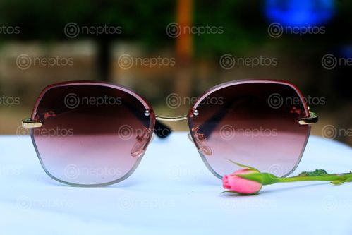 Find  the Image sunglass,pink,rose,photography,stock,image,nepal,#photography,sita,maya,shrestha  and other Royalty Free Stock Images of Nepal in the Neptos collection.