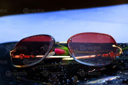 Find  the Image sunglass,pink,rose,photography,stock,image,nepal,#photography,sita,maya,shrestha  and other Royalty Free Stock Images of Nepal in the Neptos collection.