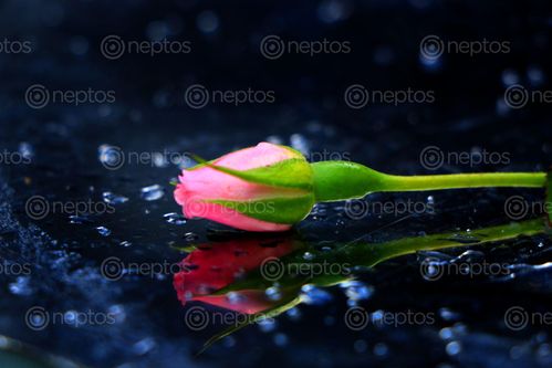 Find  the Image pink,rose,photography,stock,image,nepal,#photography,sita,maya,shrestha  and other Royalty Free Stock Images of Nepal in the Neptos collection.