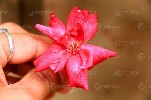 Find  the Image pink,rose,image,#hold,hand#,stock,nepal,photography,sita,maya,shrestha  and other Royalty Free Stock Images of Nepal in the Neptos collection.