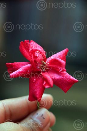 Find  the Image pink,rose,image,#hold,hand#,stock,nepal,photography,sita,maya,shrestha  and other Royalty Free Stock Images of Nepal in the Neptos collection.