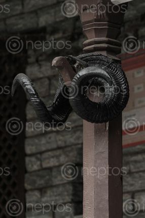 Find  the Image horn,wild,sheep  and other Royalty Free Stock Images of Nepal in the Neptos collection.