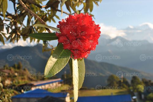 Find  the Image photo,rhododendron,clicked,australian,base,camp,nature,blog,book  and other Royalty Free Stock Images of Nepal in the Neptos collection.