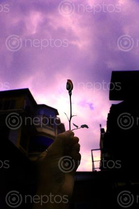 Find  the Image small,rose#,hold,hand#,sky,stock,photo,nepal,photography,sita,maya,shrestha  and other Royalty Free Stock Images of Nepal in the Neptos collection.