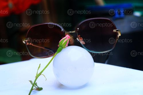 Find  the Image sunglass,rose,light,bulb,image,stock,photo,nepal,photography,sita,maya,shrestha  and other Royalty Free Stock Images of Nepal in the Neptos collection.