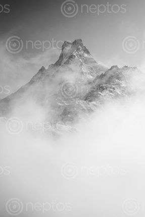Find  the Image machhapuchchhre,himal,rises,mists  and other Royalty Free Stock Images of Nepal in the Neptos collection.