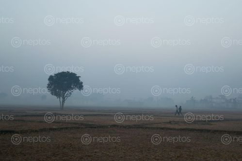 Find  the Image couple,walks,field,bulbule,nepalgunj,foggy,morning  and other Royalty Free Stock Images of Nepal in the Neptos collection.